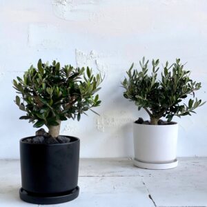 זית ננסי בכלי קרמיקה | במראה נקי