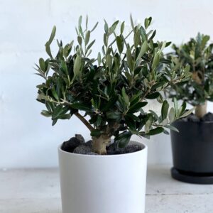 זית ננסי בכלי קרמיקה | במראה נקי