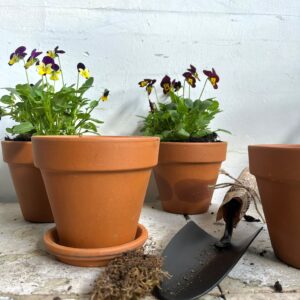 עציץ טרקוטה עם תחתית תואמת