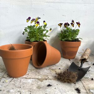 עציץ טרקוטה עם תחתית תואמת