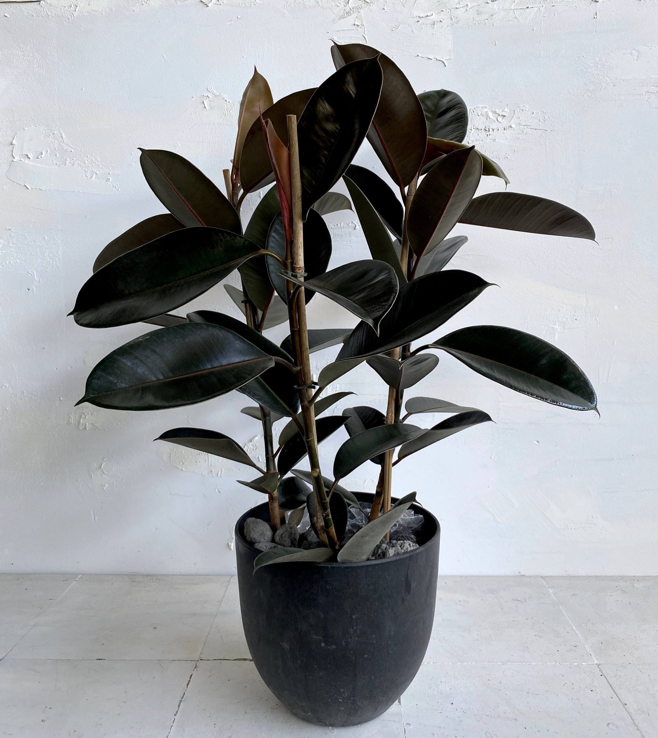 צמח גדול לבית או למשרד פיקוס גומי שחור למראה מבריק וייחודי