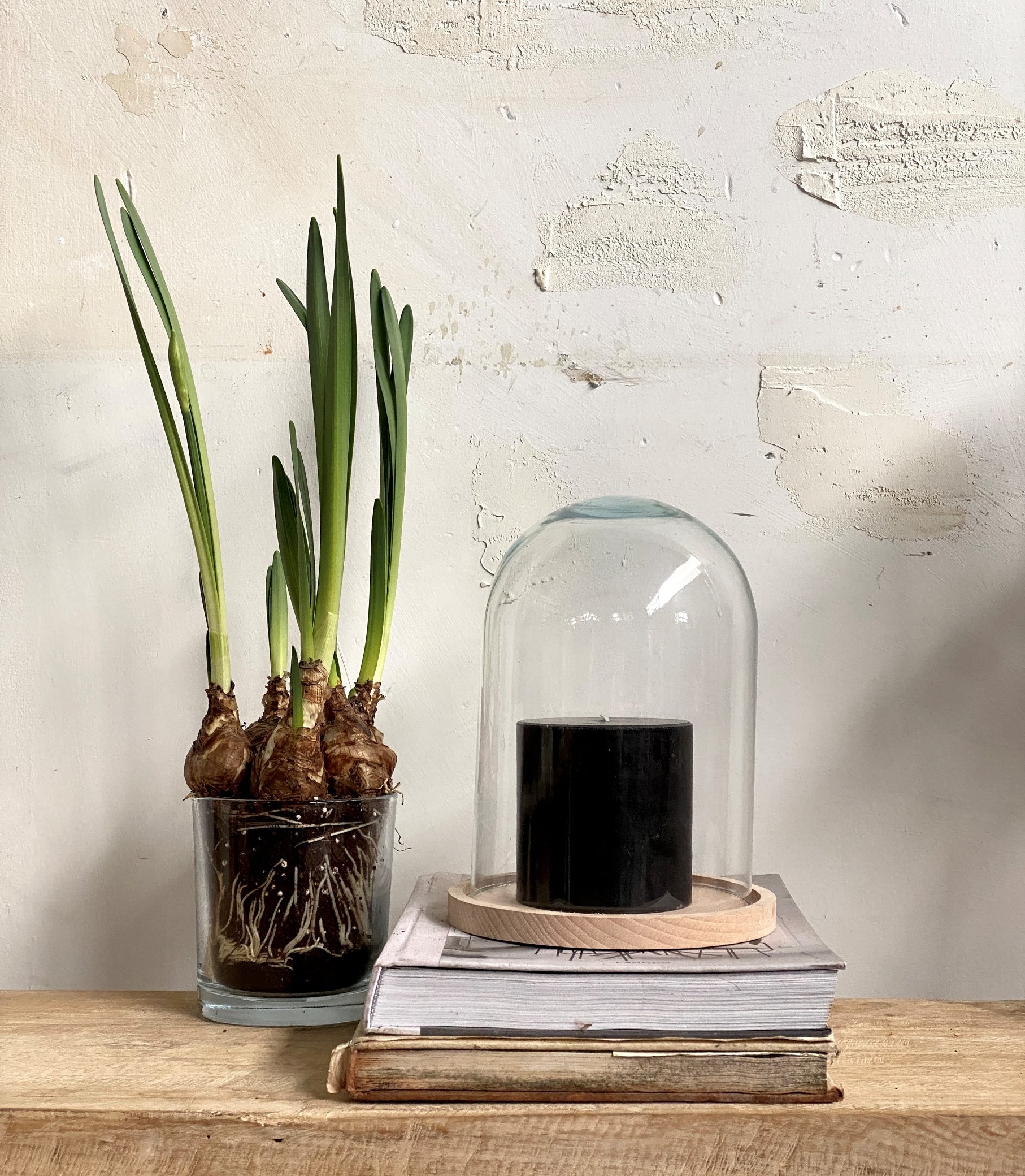 פעמון זכוכית עם בסיס עץ טבעי