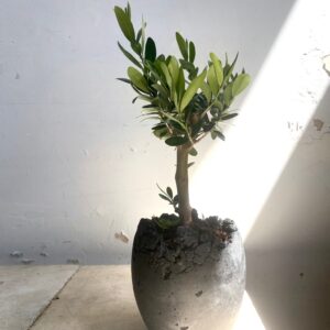 ביצי בטון עבודת יד ע״י אומן בטון